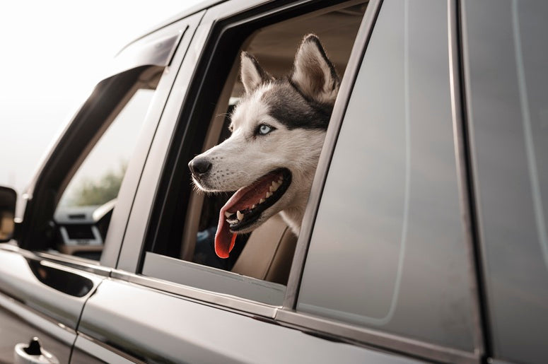 Why Climate-Controlled K9 Compartments Are Critical for Working Dogs