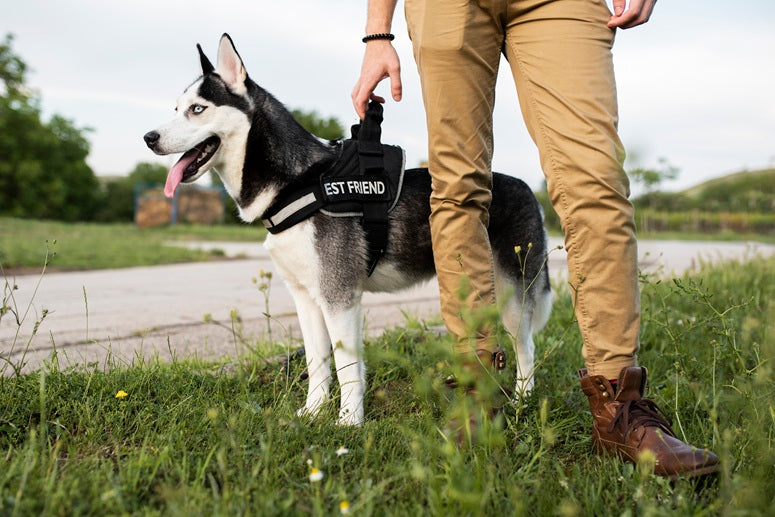 How Private K9 Ownership Is Changing the Security Industry