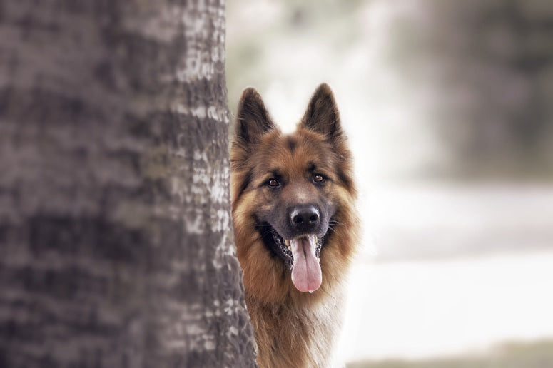 The Role Of K9 Units In Modern Estate Security Programs